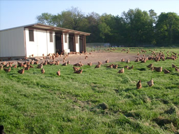 Batiment poules pondeuses